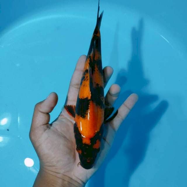 Hiutsuri25cm