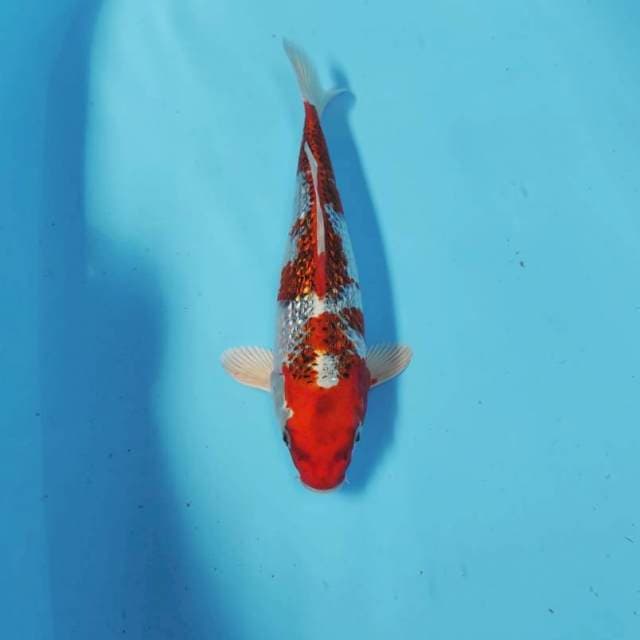 RED KUJAKU GINRIN