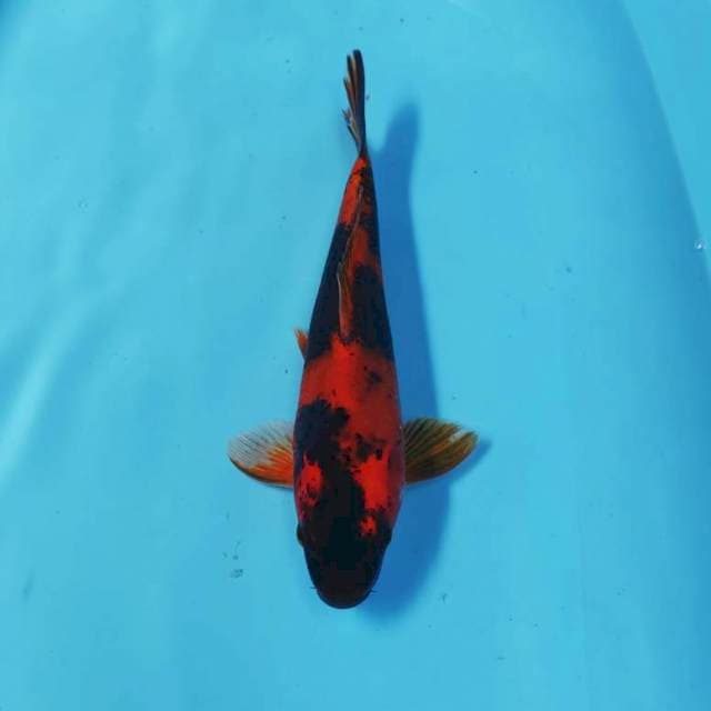KIN UTSURI