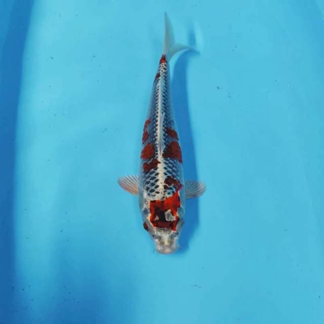 RED KUJAKU