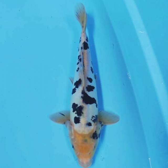 BEKKO