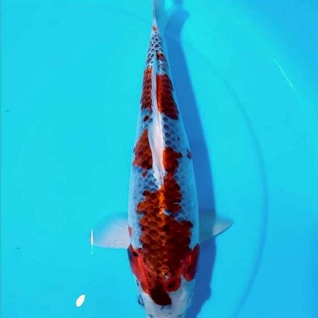 Ghosiki