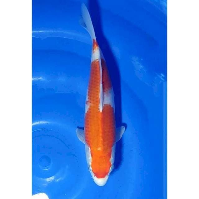 Kohaku Original Patern 30cm (F)