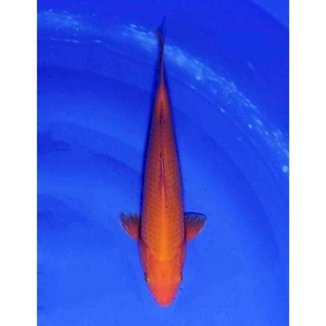 Aka Hajiro 31cm (F)