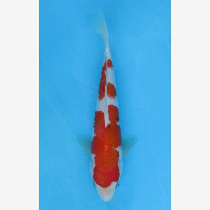 SANKE TATEGOI F1