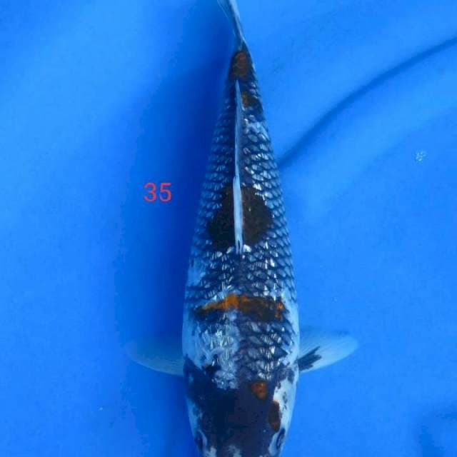 Full ginrin 35cm