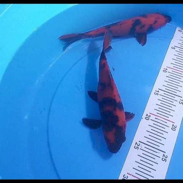 Utsuri 2 ekor size 20CM an
