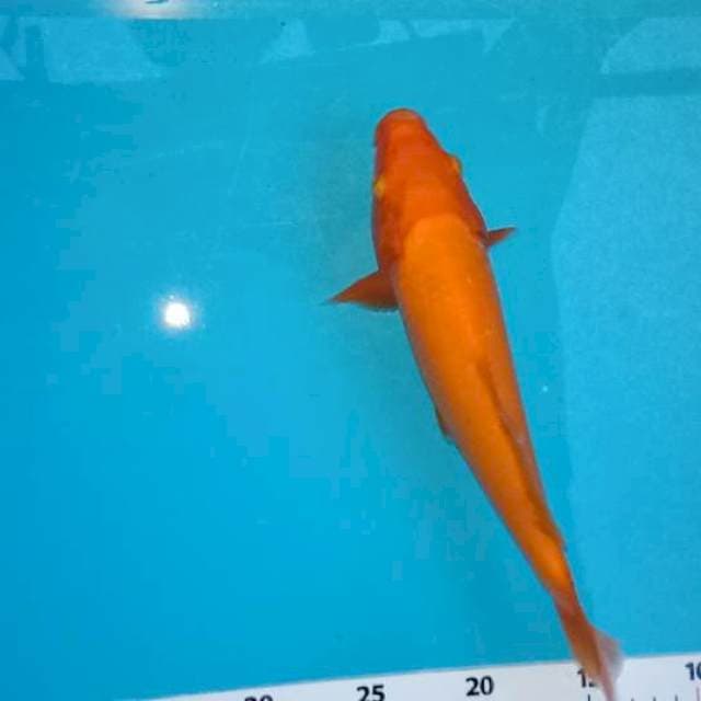 25 cm benegoi