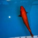 25 cm benegoi