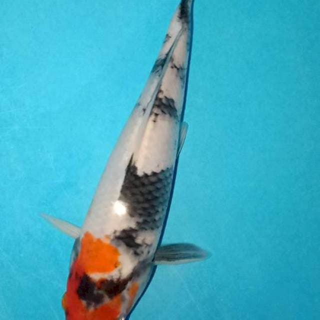Showa 20 cm