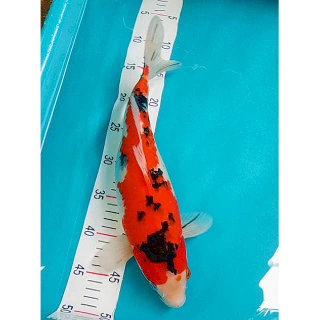 Sanke Strong jumbo 39cm