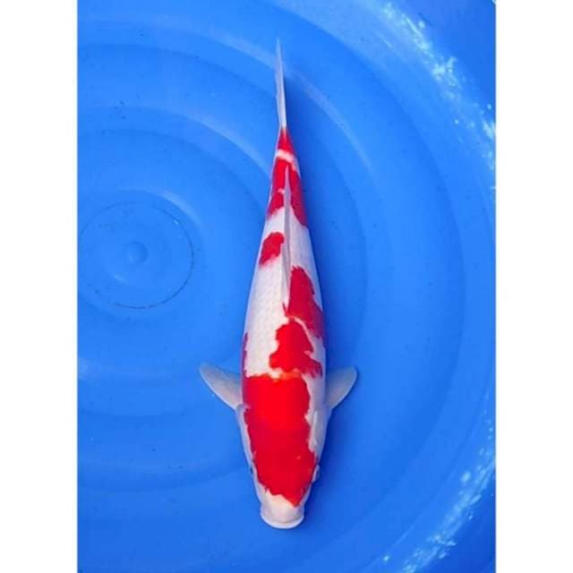 HQ Jumbo Kohaku 43cm (M)