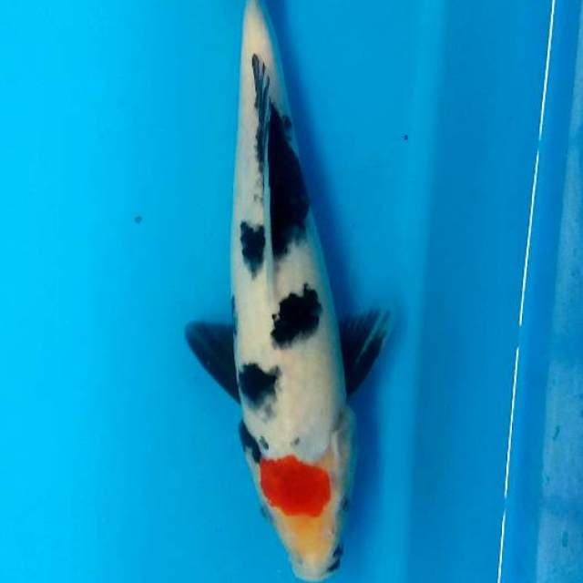 Tancho showa super sumi 26cm Original