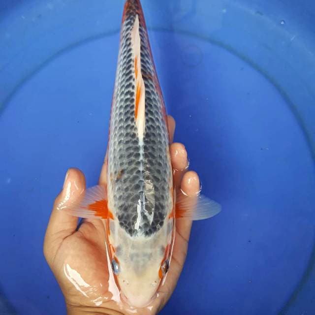 4 ~ ASAGI 35CM