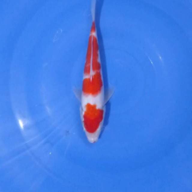Mareuten Kohaku 23Cm