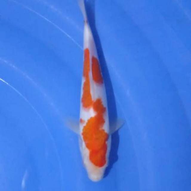 Kohaku