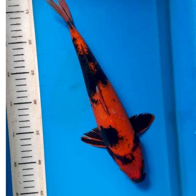 Utsuri 33cm