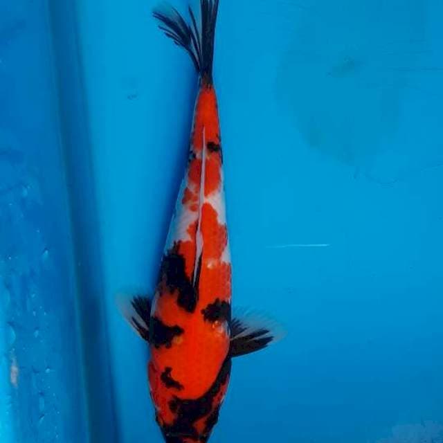 Showa 26cm