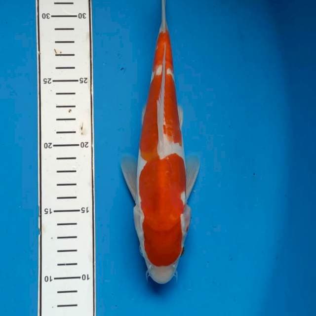Kohaku doitsu murni