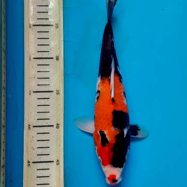 Showa 29cm 