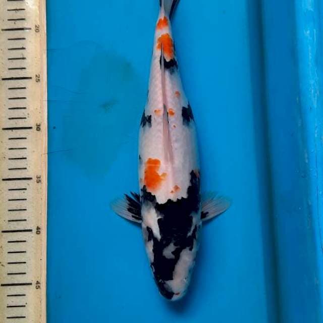 Kindai showa 32cm 