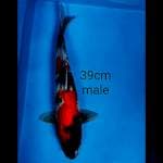 Showa jumbo 39 male