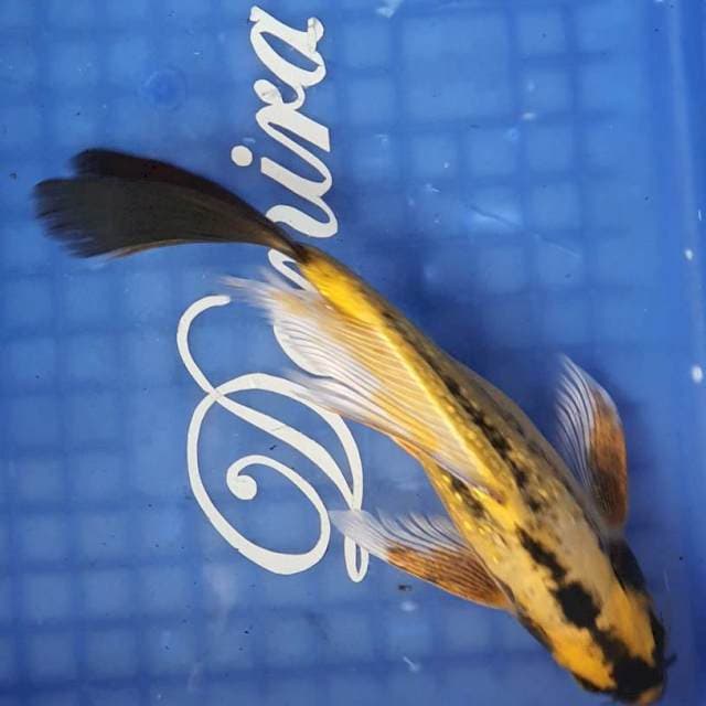 Banana Kumpay