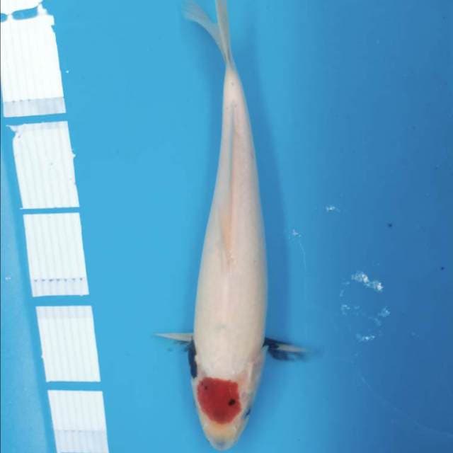 Tancho showa 32cm