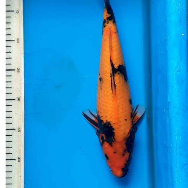 Utsuri 33cm