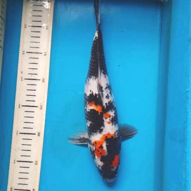 Showa 33cm