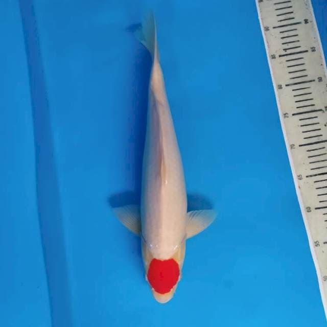 Tancho Kohaku Jumbo ~44