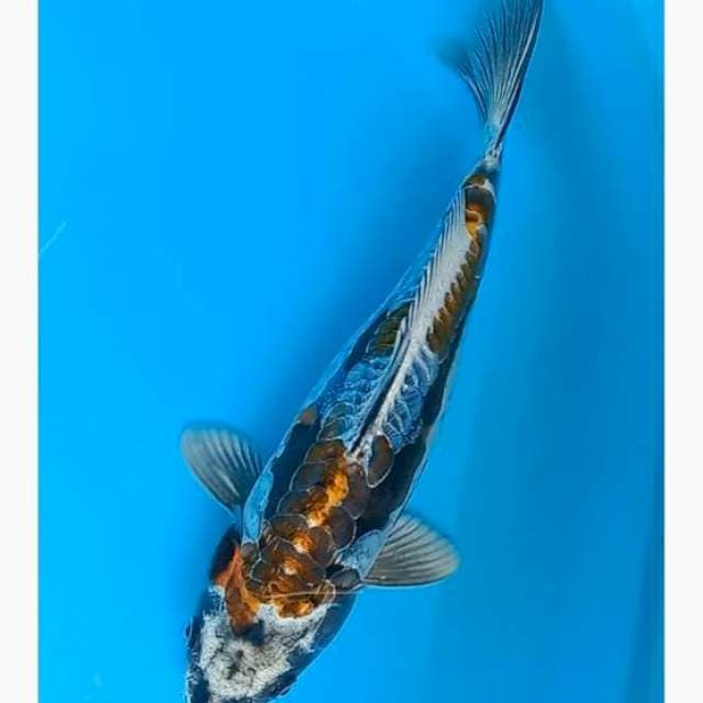 Kikokuryu antix