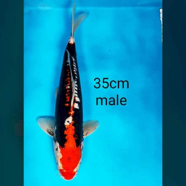 Beni kumon 35cm male