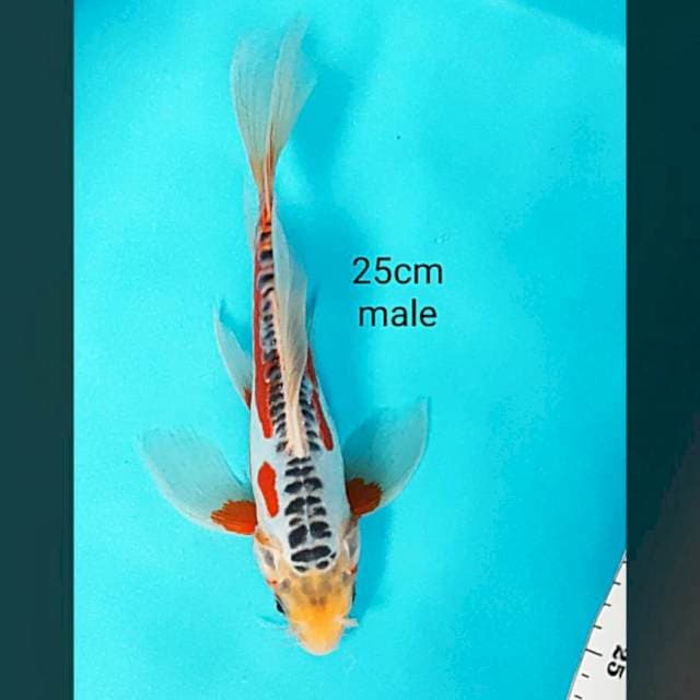 Shushui SQ kumpay 25cm male