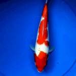 Kohaku 28 bakat jumbo