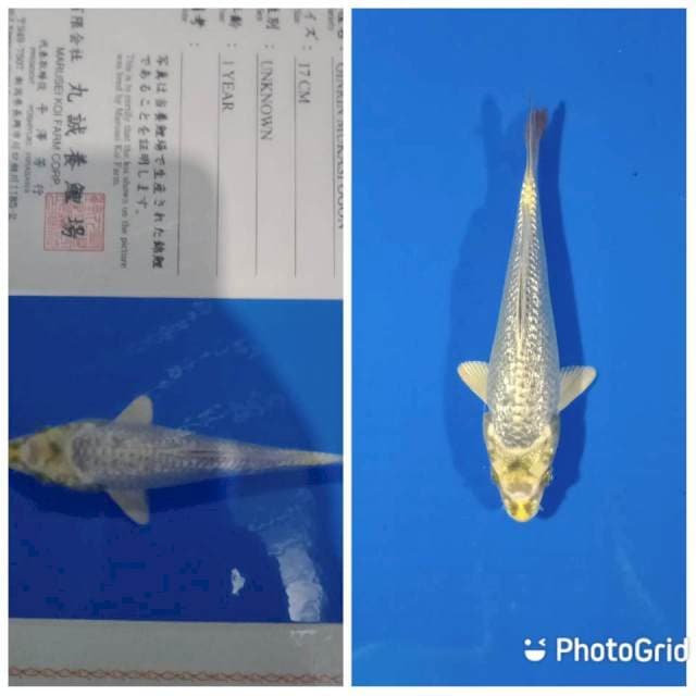 Ginrin mukasi ogon marusei
