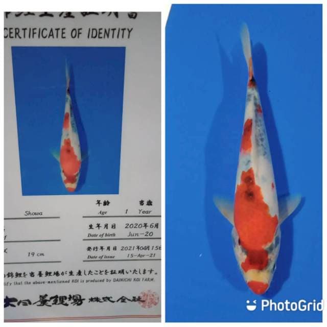 Showa tosai dainichi