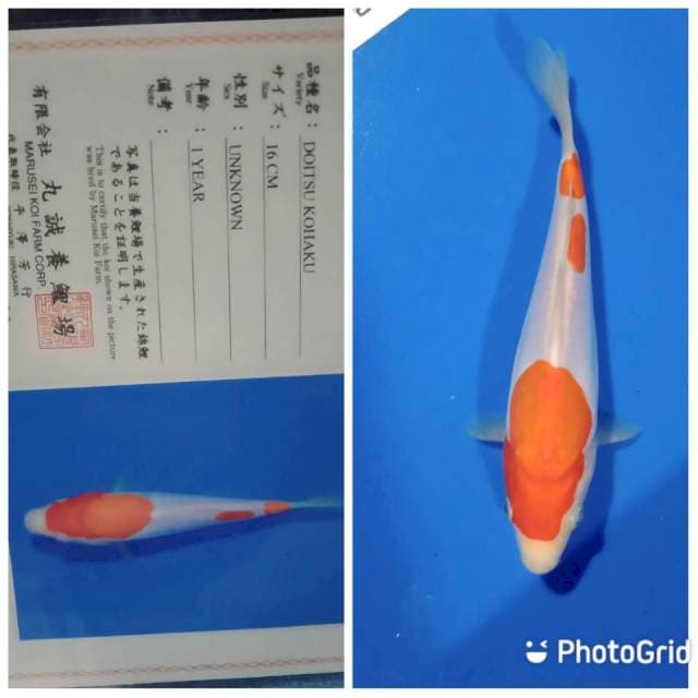 Doitsu kohaku marusei