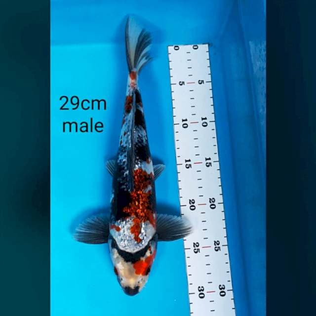 Kage showa ginrin 29cm male