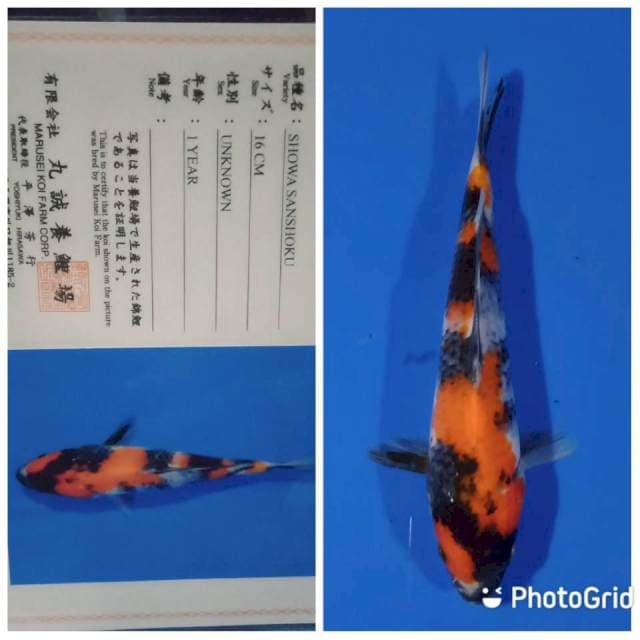 Showa tosai marusei