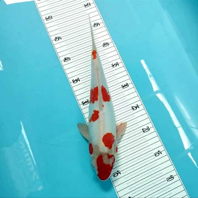 ™~kohaku sakura strong