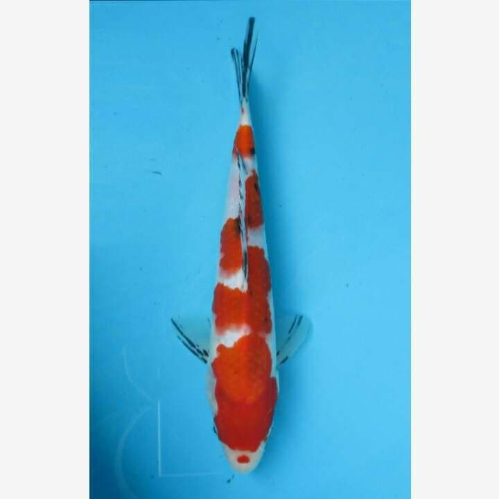 SANKE TATEGOI F1