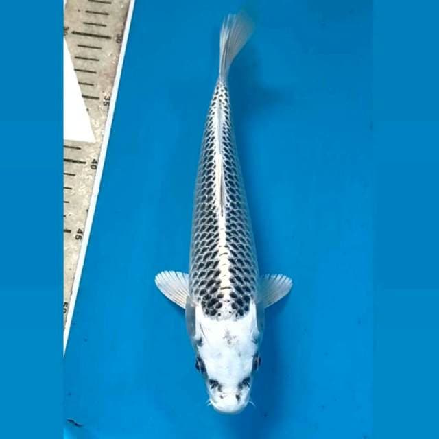 Gin matsuba, 27 cm
