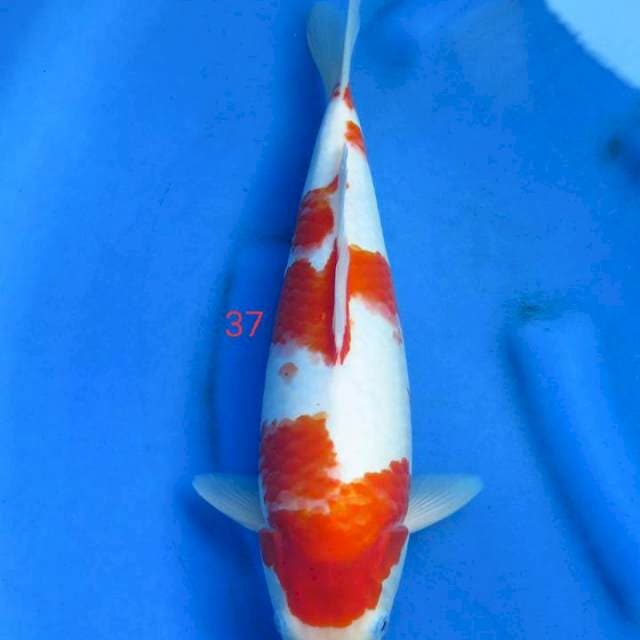 Kohaku 37cm