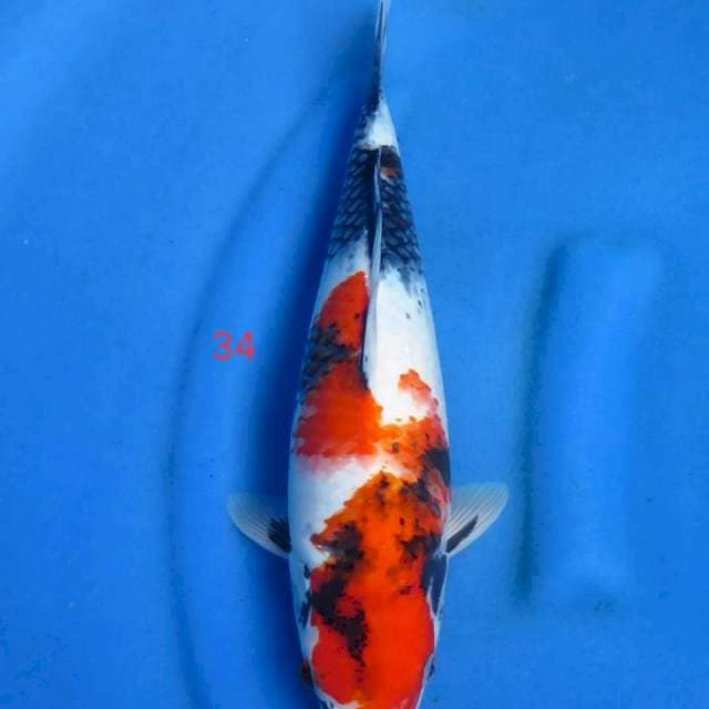 Showa 34cm