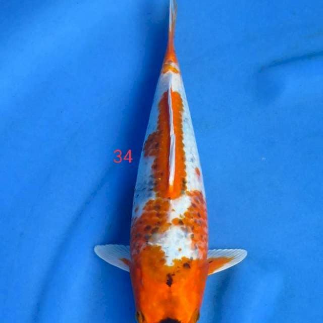 Goshiki 34cm