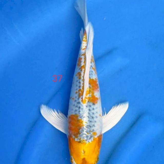 Hariwake 37cm