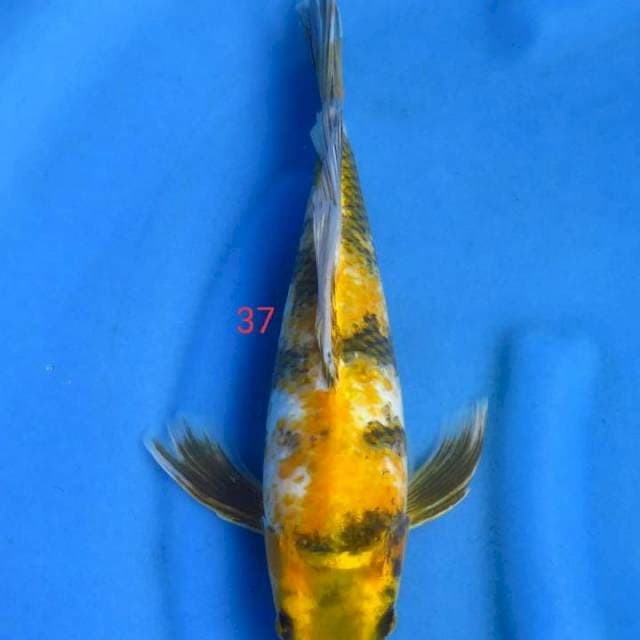 Ki showa 37cm