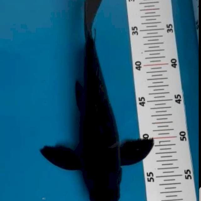Kupay karasugoi 28 cm