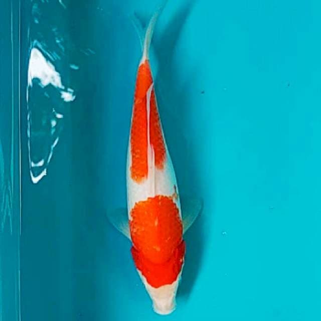 Kohaku 32cm